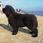 Превью фото № 245451