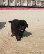 Превью фото № 245454