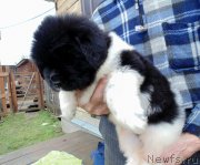 Превью фото № 245463