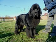 Превью фото № 245465