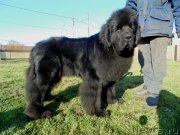 Превью фото № 245467