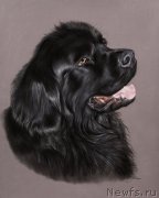 Превью фото № 245481