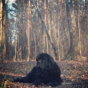 Превью фото № 245485