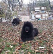 Превью фото № 245490