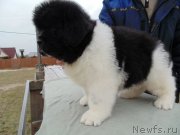 Превью фото № 245519