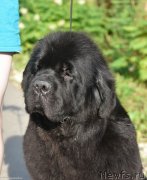 Превью фото № 245541