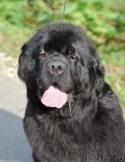 Превью фото № 245550