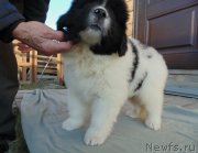 Превью фото № 245570