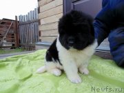 Превью фото № 245574