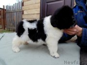 Превью фото № 245579