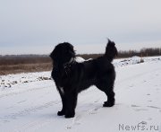 Превью фото № 245605