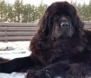 Превью фото № 245607