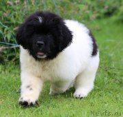 Превью фото № 245615