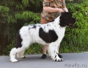 Превью фото № 245643