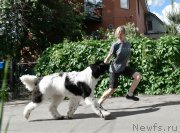 Превью фото № 245644