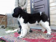 Превью фото № 245654