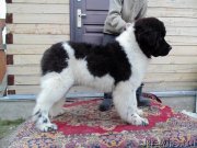 Превью фото № 245658