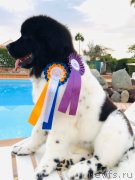 Превью фото № 245661