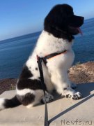 Превью фото № 245663