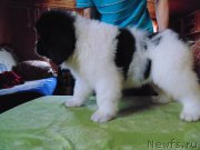 Превью фото № 245680