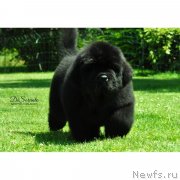 Превью фото № 245699