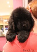 Превью фото № 245736