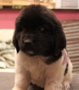 Превью фото № 245742