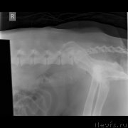 Превью фото № 245746