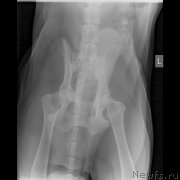 Превью фото № 245747