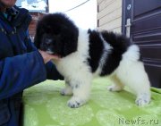 Превью фото № 245749