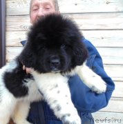 Превью фото № 245753