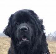 Превью фото № 245758