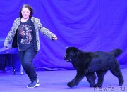 Превью фото № 245769