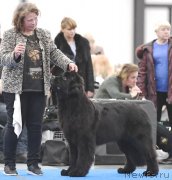 Превью фото № 245775