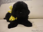 Превью фото № 245801