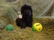 Превью фото № 245810