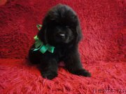 Превью фото № 245814