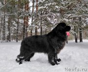 Превью фото № 245821