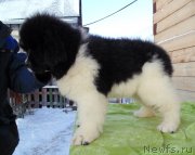 Превью фото № 245824