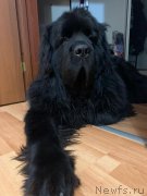 Превью фото № 245830