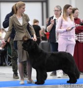 Превью фото № 245859