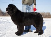 Превью фото № 245886