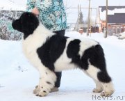 Превью фото № 245904