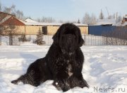 Превью фото № 245909