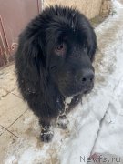 Превью фото № 245916