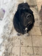 Превью фото № 245917