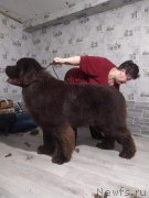 Превью фото № 245930