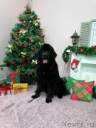 Превью фото № 245936