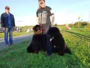 Превью фото № 245956