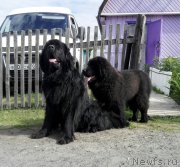 Превью фото № 245957